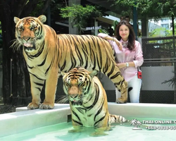 Tiger Park @ Pattaya Thailand excursion photo 3