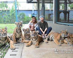 Tiger Park @ Pattaya Thailand excursion photo play with tigers - 113