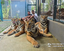 Tiger Park @ Pattaya Thailand excursion photo play with tigers - 141