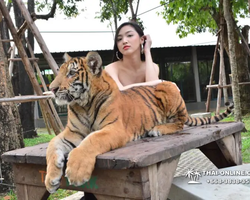 Tiger Park @ Pattaya Thailand excursion photo play with tigers - 175