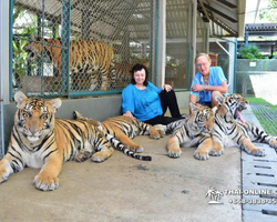 Tiger Park @ Pattaya Thailand excursion photo play with tigers - 149