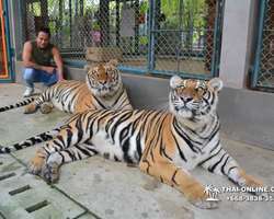 Tiger Park @ Pattaya Thailand excursion photo play with tigers - 170