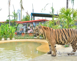 Tiger Park @ Pattaya Thailand excursion photo play with tigers - 172