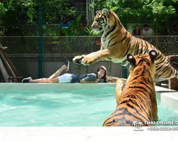 Tiger Park @ Pattaya Thailand excursion photo play with tigers - 163