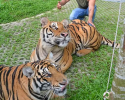 Tiger Park @ Pattaya Thailand excursion photo play with tigers - 124