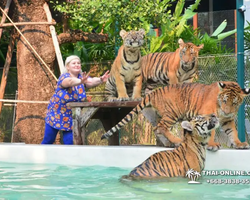 Tiger Park @ Pattaya Thailand excursion photo play with tigers - 127