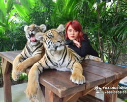 Tiger Park @ Pattaya Thailand excursion photo play with tigers - 156