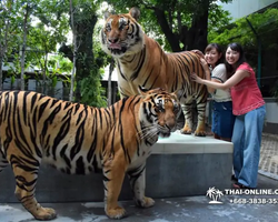 Tiger Park @ Pattaya Thailand excursion photo play with tigers - 148