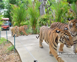 Tiger Park @ Pattaya Thailand excursion photo 1