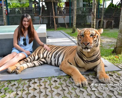 Tiger Park @ Pattaya Thailand excursion photo play with tigers - 152