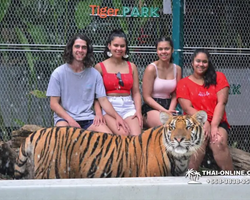 Tiger Park @ Pattaya Thailand excursion photo play with tigers - 114