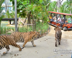 Tiger Park @ Pattaya Thailand excursion photo play with tigers - 135