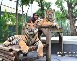 Tiger Park @ Pattaya Thailand excursion photo 14