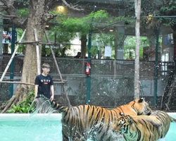 Tiger Park @ Pattaya Thailand excursion photo play with tigers - 138