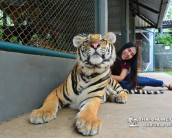 Tiger Park @ Pattaya Thailand excursion photo 21