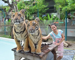 Tiger Park @ Pattaya Thailand excursion photo play with tigers - 137
