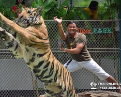 Tiger Park @ Pattaya Thailand excursion photo play with tigers - 139