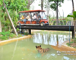 Tiger Park @ Pattaya Thailand excursion photo play with tigers - 131