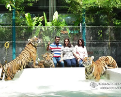 Tiger Park @ Pattaya Thailand excursion photo play with tigers - 117