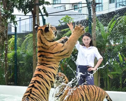 Tiger Park @ Pattaya Thailand excursion photo play with tigers - 118