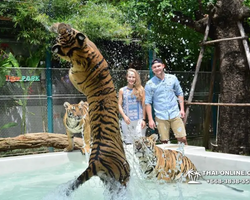 Tiger Park @ Pattaya Thailand excursion photo 10