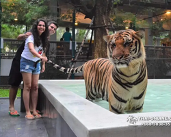 Tiger Park @ Pattaya Thailand excursion photo play with tigers - 51