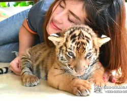 Tiger Park @ Pattaya Thailand excursion photo 37