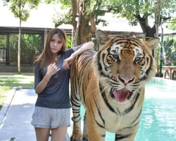 Tiger Park @ Pattaya Thailand excursion photo play with tigers - 165