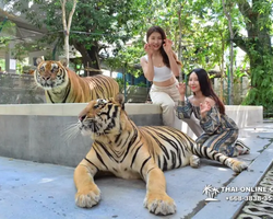 Tiger Park @ Pattaya Thailand excursion photo play with tigers - 140