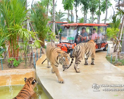 Tiger Park @ Pattaya Thailand excursion photo play with tigers - 116
