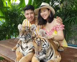 Tiger Park @ Pattaya Thailand excursion photo play with tigers - 129