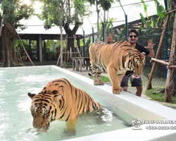 Tiger Park @ Pattaya Thailand excursion photo 18