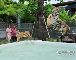 Tiger Park @ Pattaya Thailand excursion photo play with tigers - 169