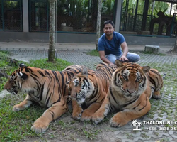 Tiger Park @ Pattaya Thailand excursion photo 15