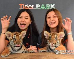 Tiger Park @ Pattaya Thailand excursion photo play with tigers - 73