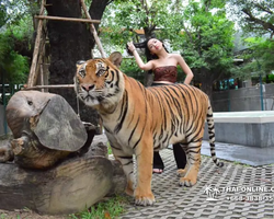 Tiger Park @ Pattaya Thailand excursion photo play with tigers - 143