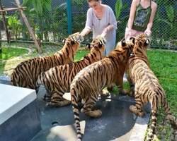Tiger Park @ Pattaya Thailand excursion photo play with tigers - 106