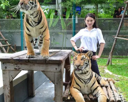 Tiger Park @ Pattaya Thailand excursion photo play with tigers - 123