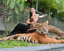 Tiger Park @ Pattaya Thailand excursion photo play with tigers - 105