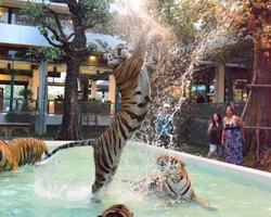 Tiger Park @ Pattaya Thailand excursion photo 13