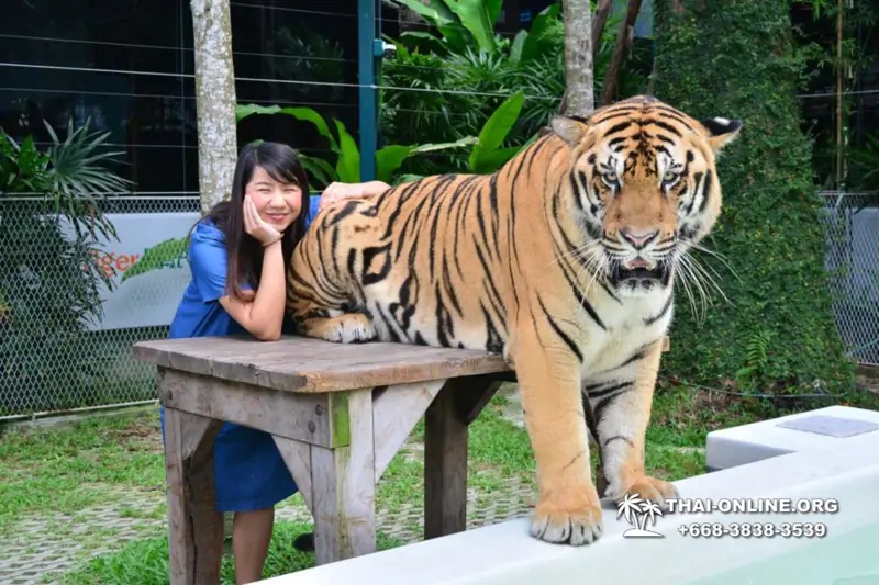 Tiger Park @ Pattaya Thailand excursion photo play with tigers - 144