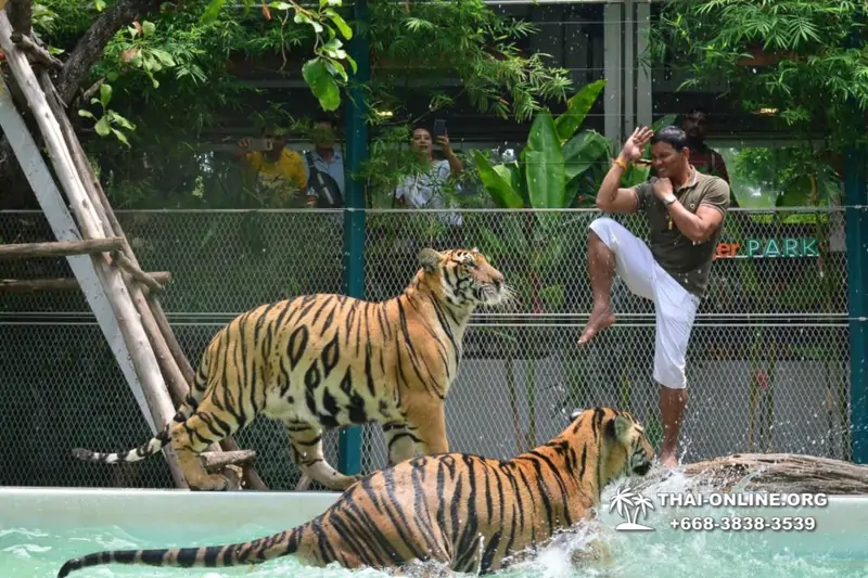 Tiger Park at Pattaya photo with tiger, play with tiger cub in Thailand image 33
