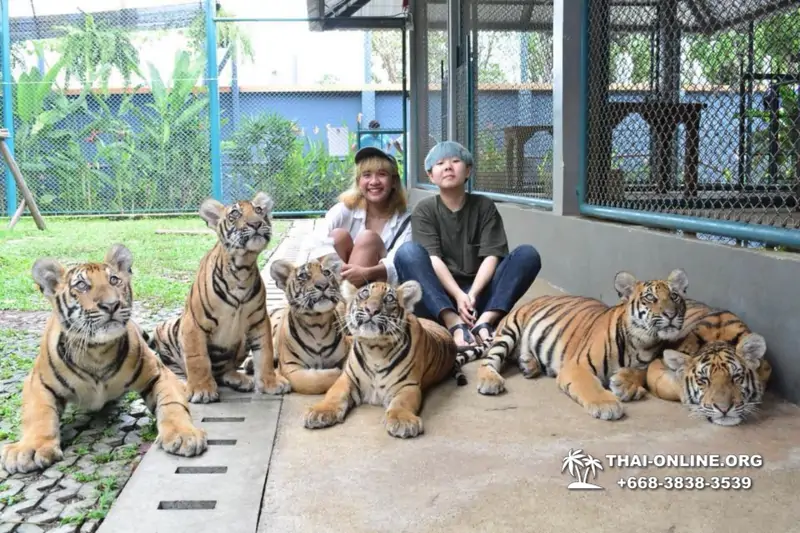 Tiger Park at Pattaya photo with tiger, play with tiger cub in Thailand image 17