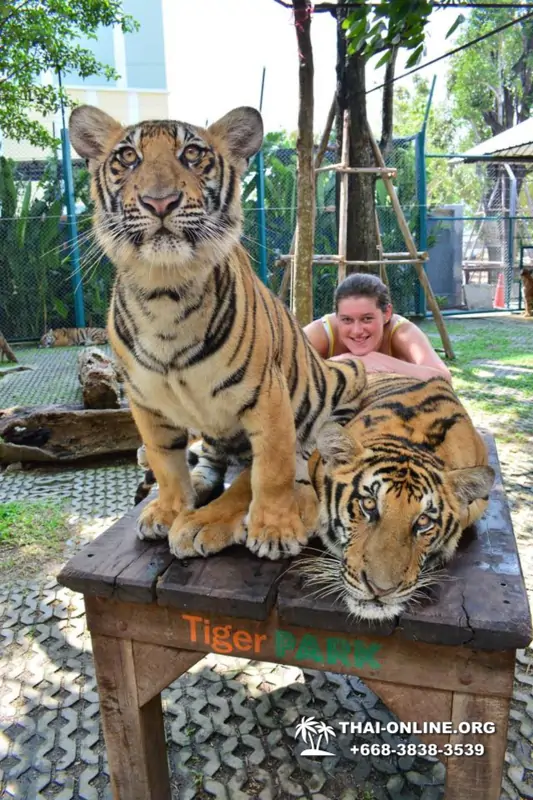 Tiger Park @ Pattaya Thailand excursion photo play with tigers - 120