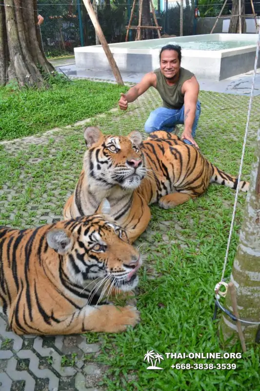 Tiger Park at Pattaya photo with tiger, play with tiger cub in Thailand image 29