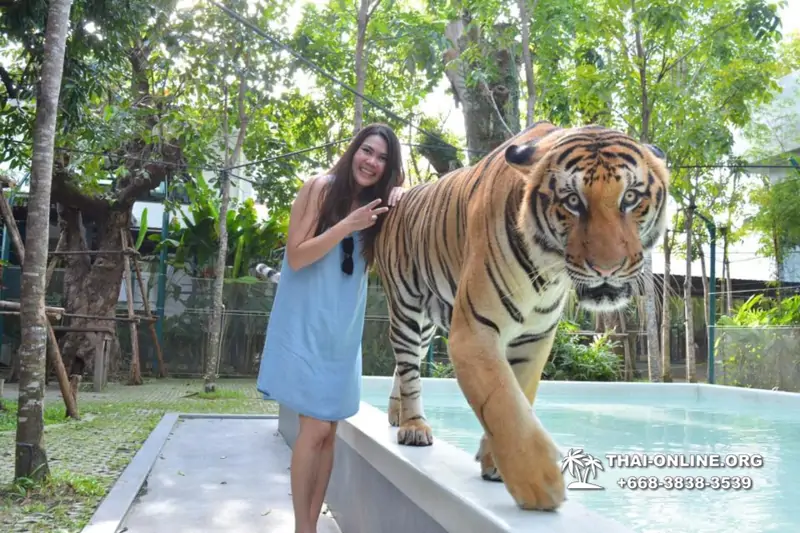 Tiger Park @ Pattaya Thailand excursion photo play with tigers - 142