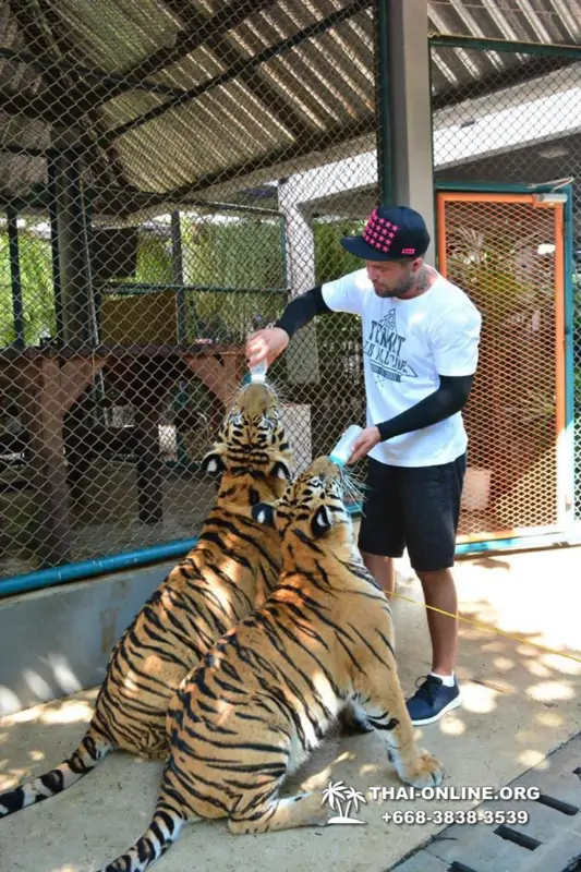 Tiger Park at Pattaya photo with tiger, play with tiger cub in Thailand image 3