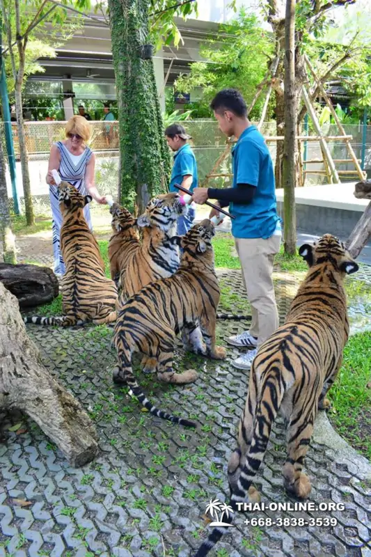 Tiger Park @ Pattaya Thailand excursion photo 11