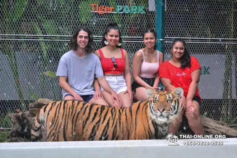 Tiger Park @ Pattaya Thailand excursion photo play with tigers - 114