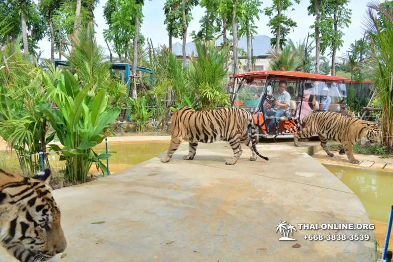 Tiger Park @ Pattaya Thailand excursion photo play with tigers - 112
